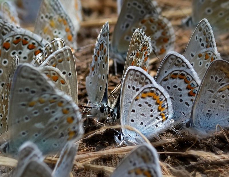 Голубянки фото превью