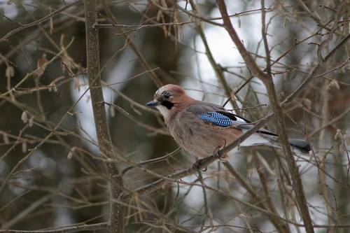 Обыкновенная сойка (Garrulus glandarius)