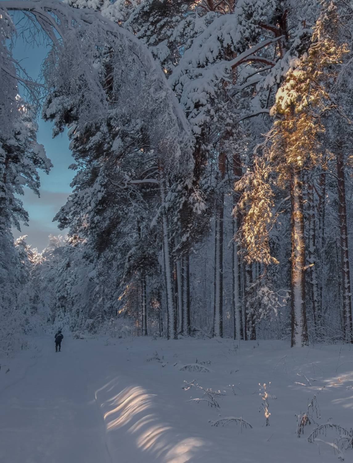 январь лес утро серково дорога, Дмитрий Алексеев