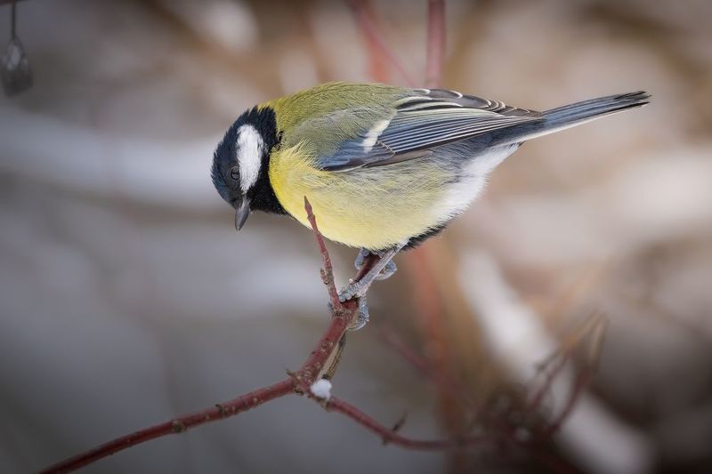 синица, птицы Синичка фото превью