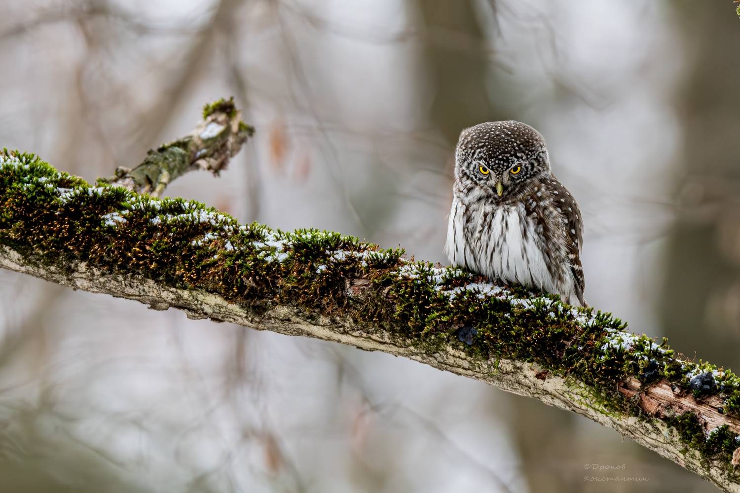 птицы, фотоохота, сова, сычик, Дронов Константин