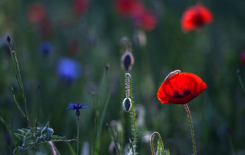 для тех, кто любит, красный мак...* фото превью