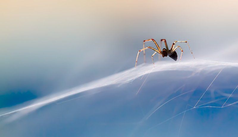смотрящий хрустальных миров фото превью