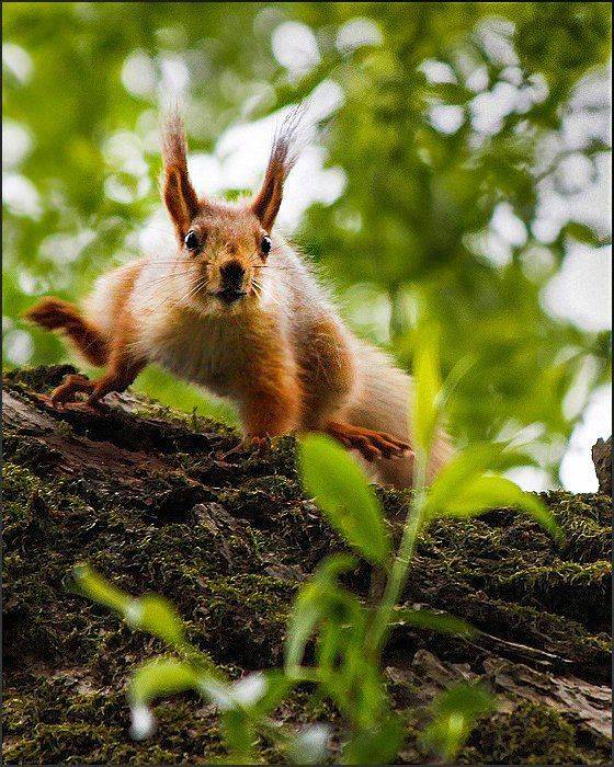 , Алексей Рыльский