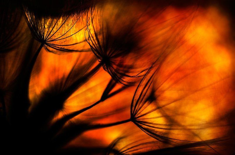 dandelion . фото превью
