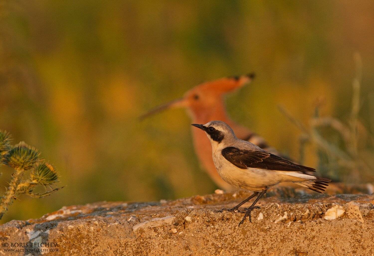 , Борис Белчев