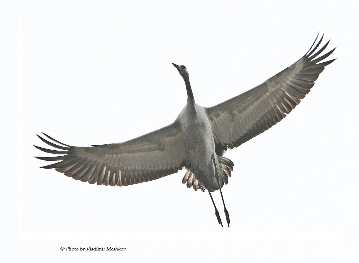 , &copy; =Vladimir Meshkov=