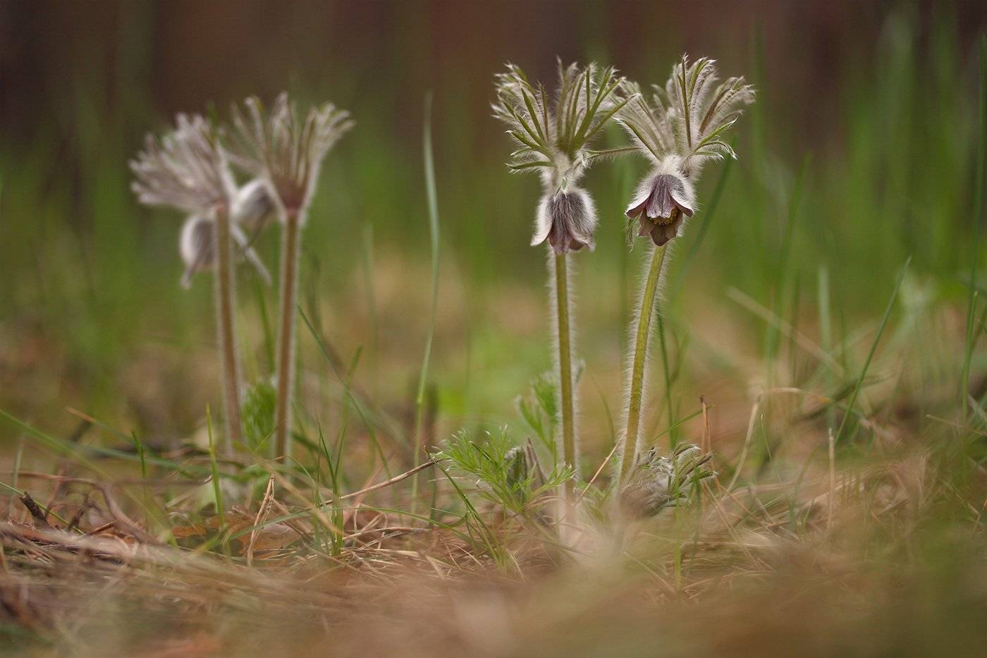 , Роман Рысь