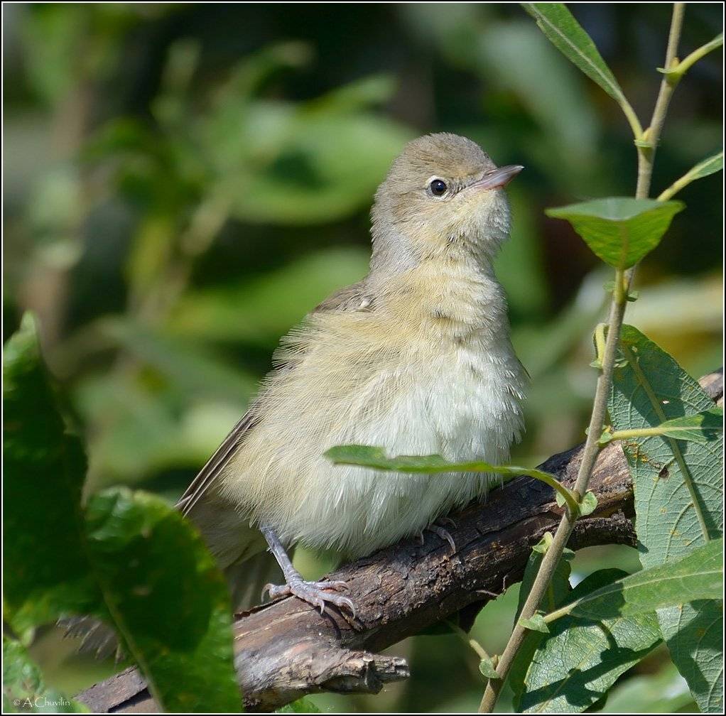Птицапеночка, Александр Чувилин