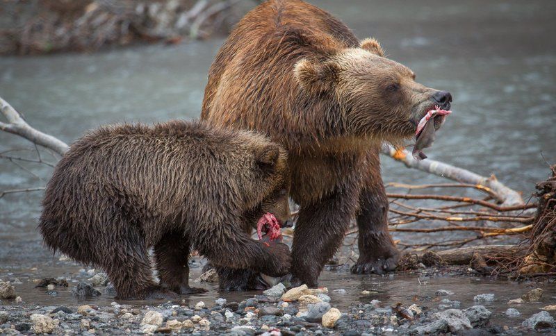 медведь, камчатка  ,курильское озеро, рыба,красная икра, трапеза ,медвежонок, медведица ,рыбалка, обед Трапеза фото превью
