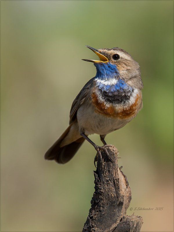 Варакушка, Птицы, Фотоохота Варакушка (самец) фото превью