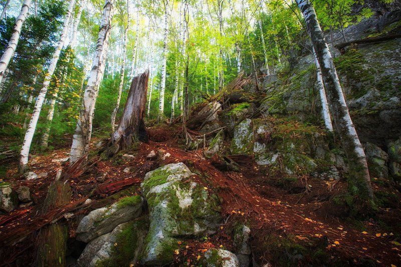 Березы, Деревья, Иркутск, Краски, Лес, Листва, Осень Краски яркой осени фото превью