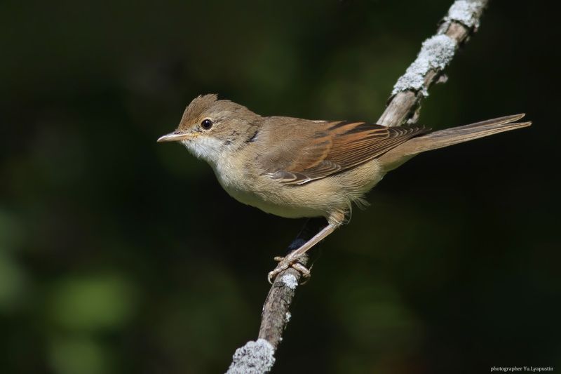 Серая славка Whitethroat. фото превью