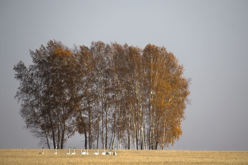 Остановка по пути на Юг фото превью