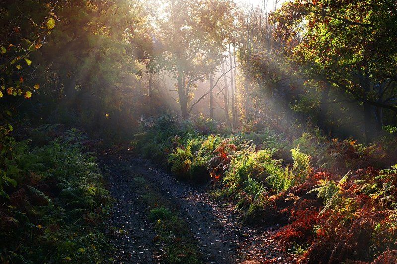 Дорога в Терабитию.. фото превью