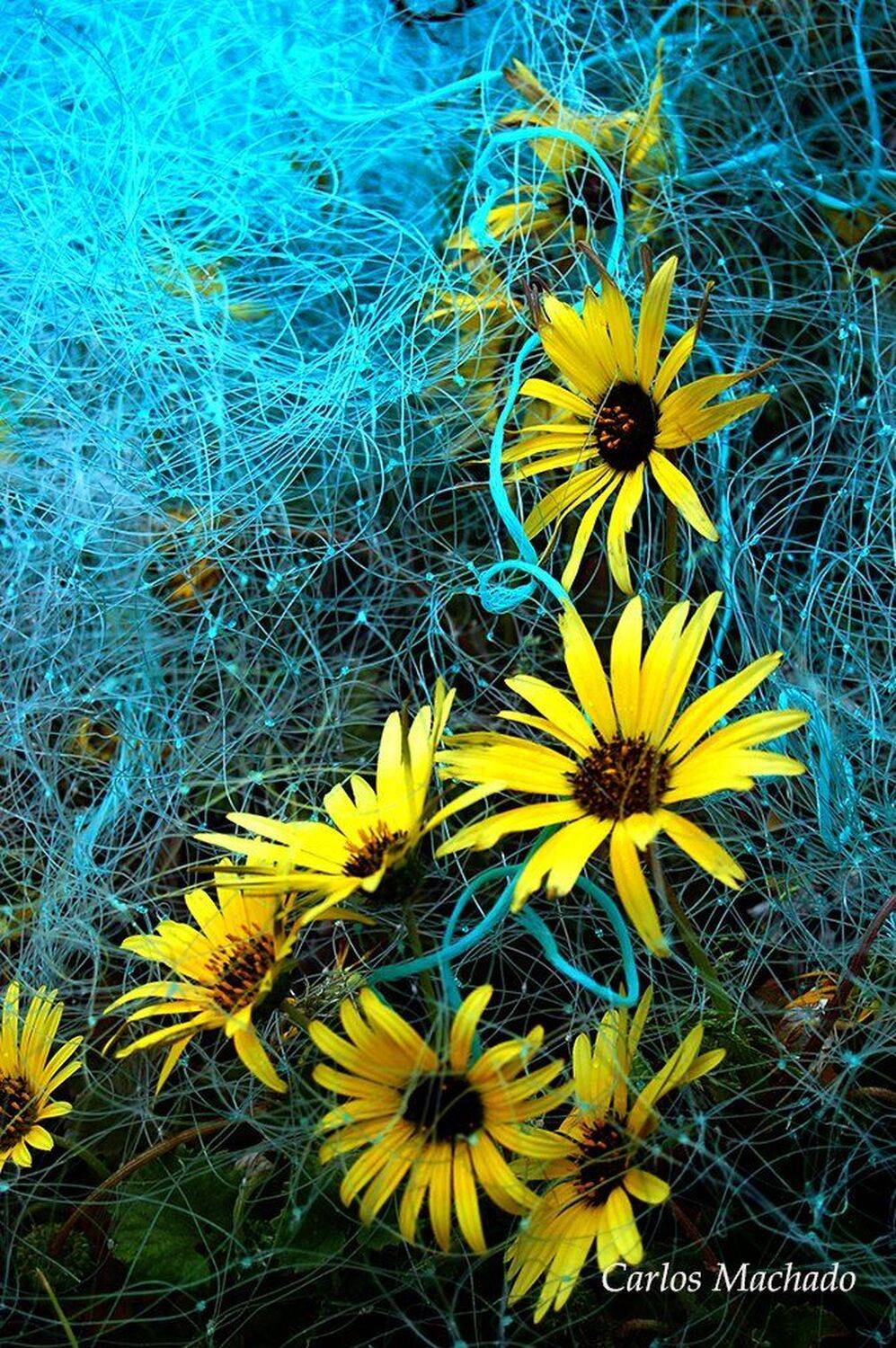 macro, urban, nature, Carlos Machado