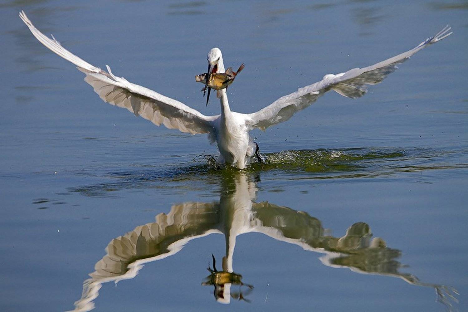 600mm, 7D, Animals, Birds, Животные, Птицы, Рыба, Цапля, Yuri Gomelsky