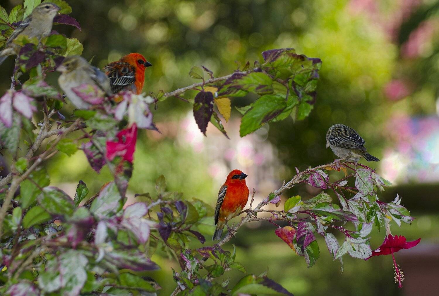 яркие, красные, тропические, экзотика, самки, самцы, гибискус, красный цветок, ветка, птицы на ветке, Марина Мудрова
