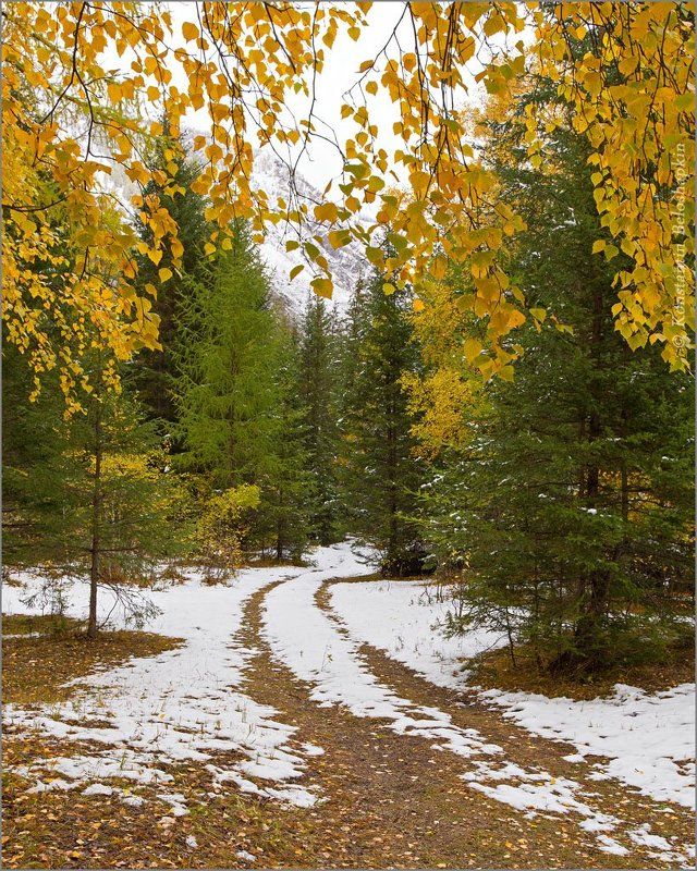 Алтай, Константин белошапкин, Осень Осеннего Алтая этюд фото превью