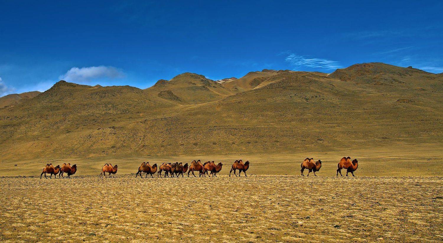 Camel, Азия, Верблюды, Горы Небо, Караван, Чуйская степь, holod