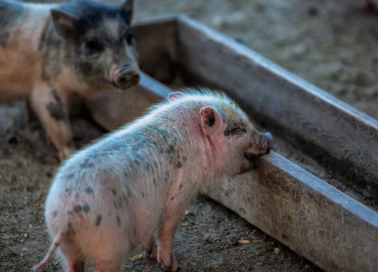 Животные зоо поросенок, Александр Авилов