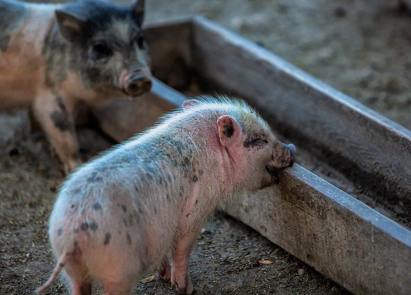 Животные зоо поросенок Оптимист и пессимист. фото превью