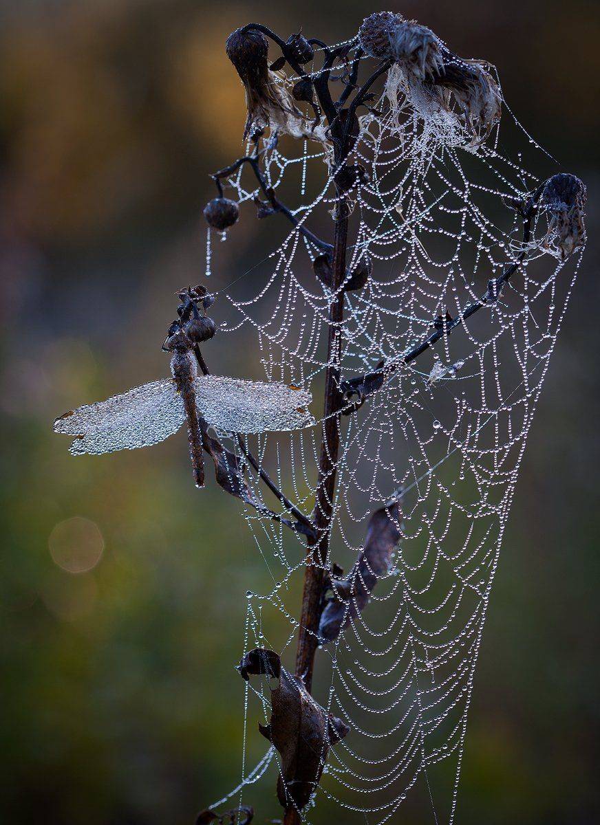 , Андрей Канышев