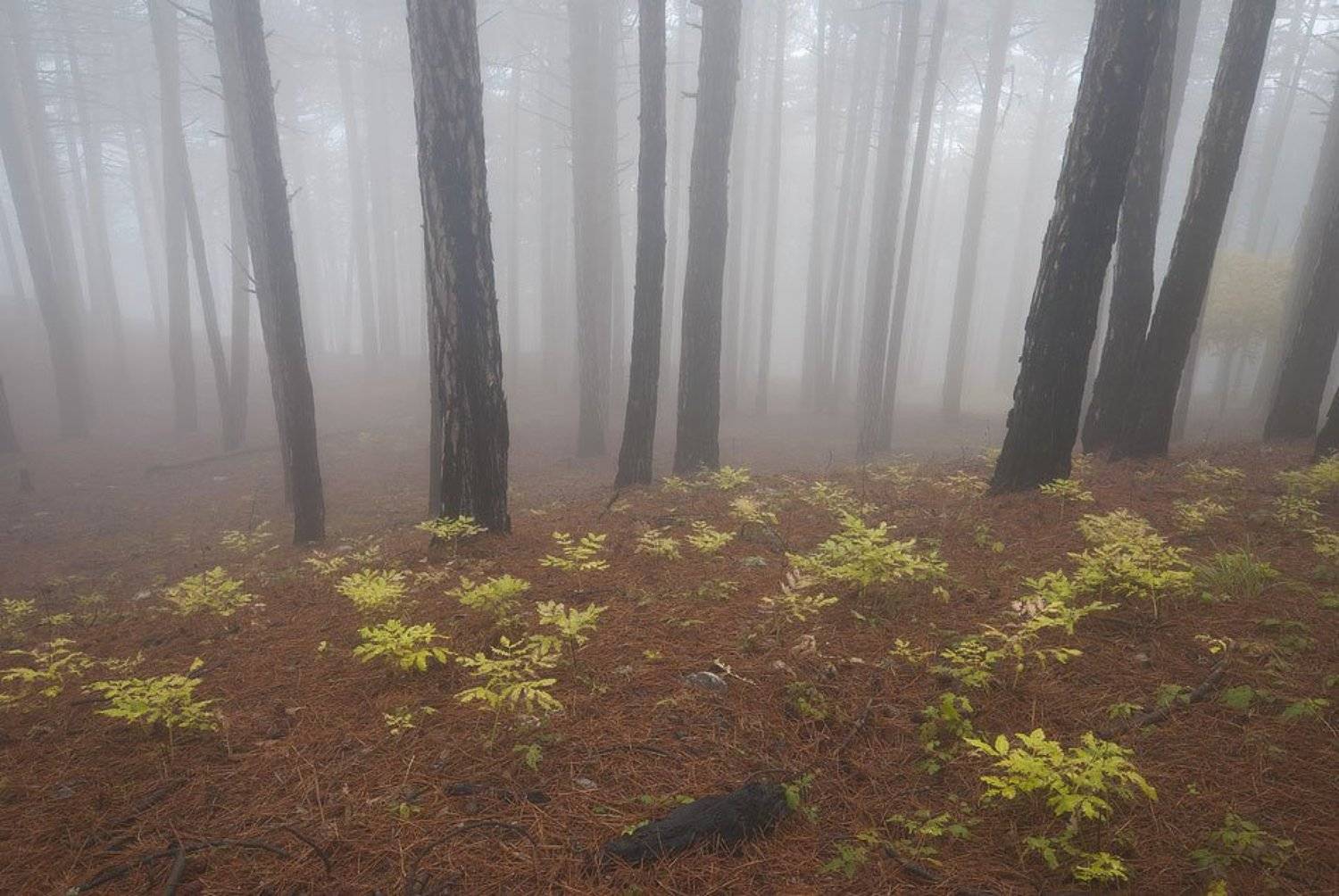 , Саша  Вайсберг / Waldschnepfe /