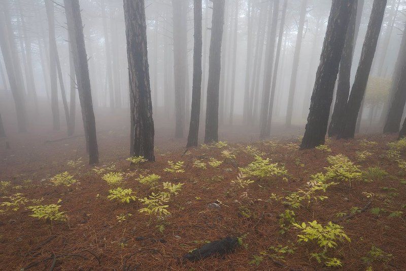 Купина... фото превью