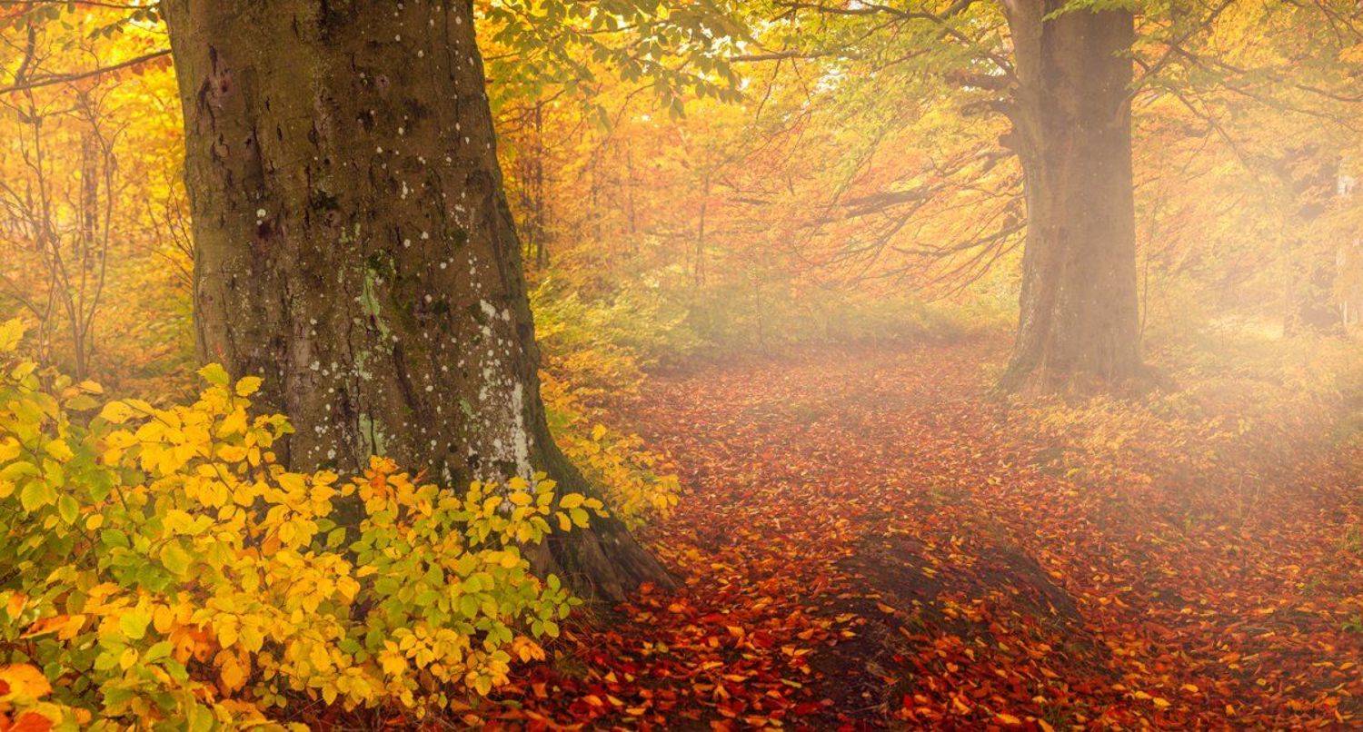 , Кулинич Артём