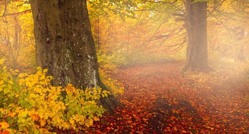 Брандербургская пуща фото превью