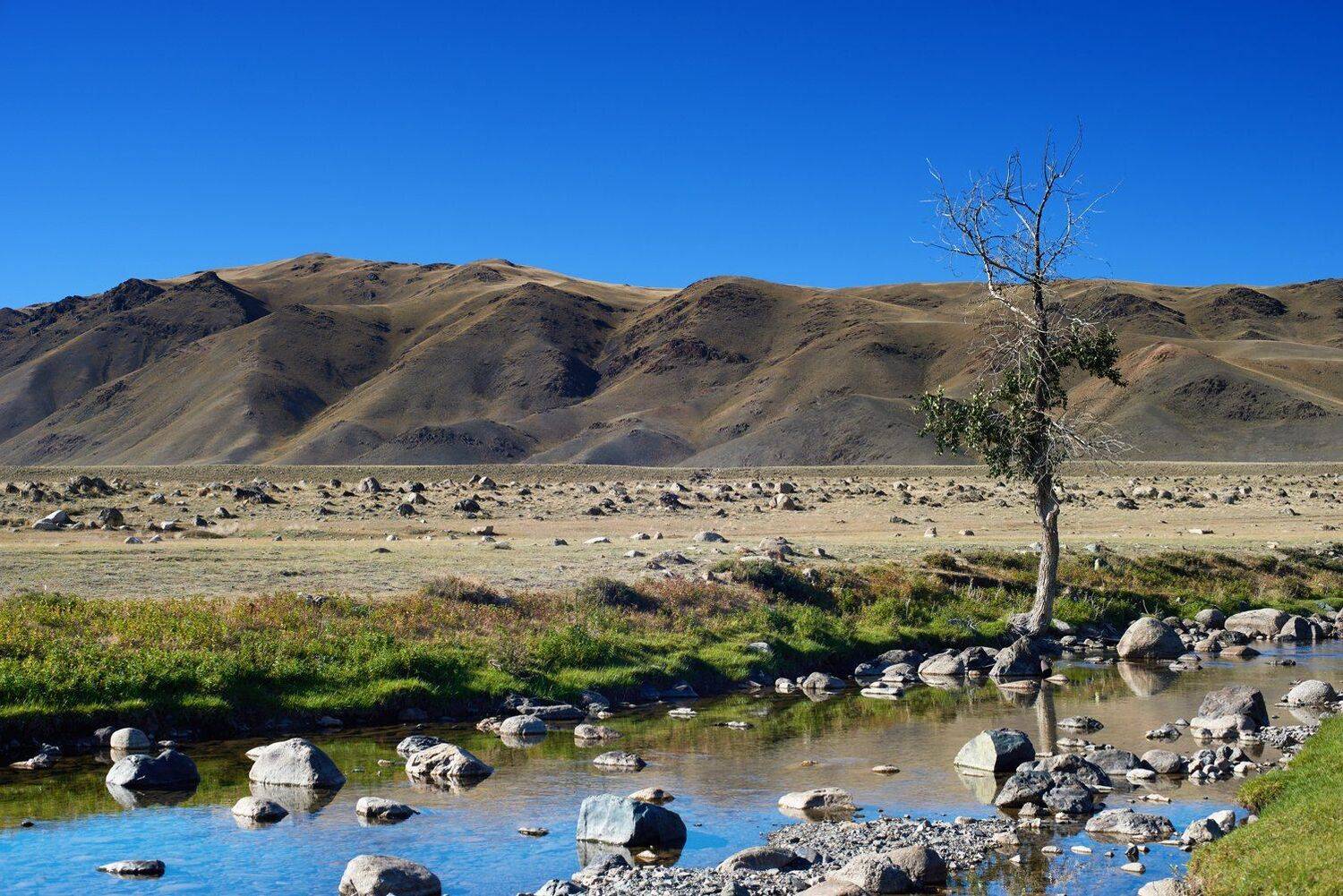 алтай, река, степь, горы, синее небо, дерево, Сергей Романчук