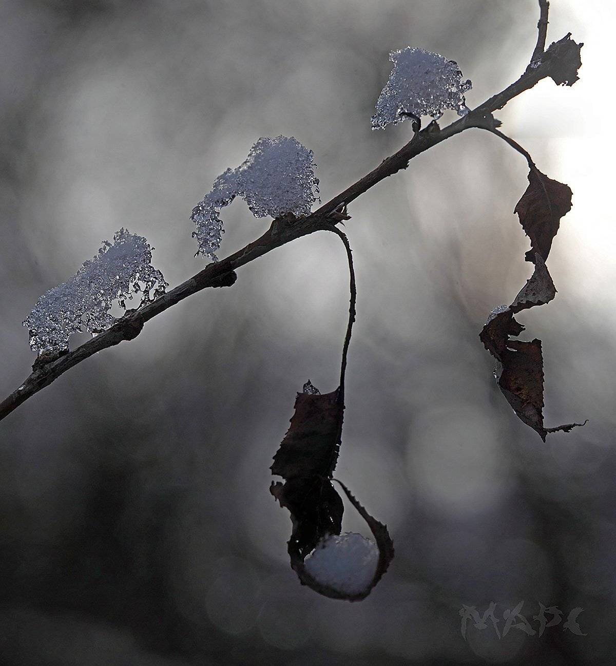 , Шангареев Марс