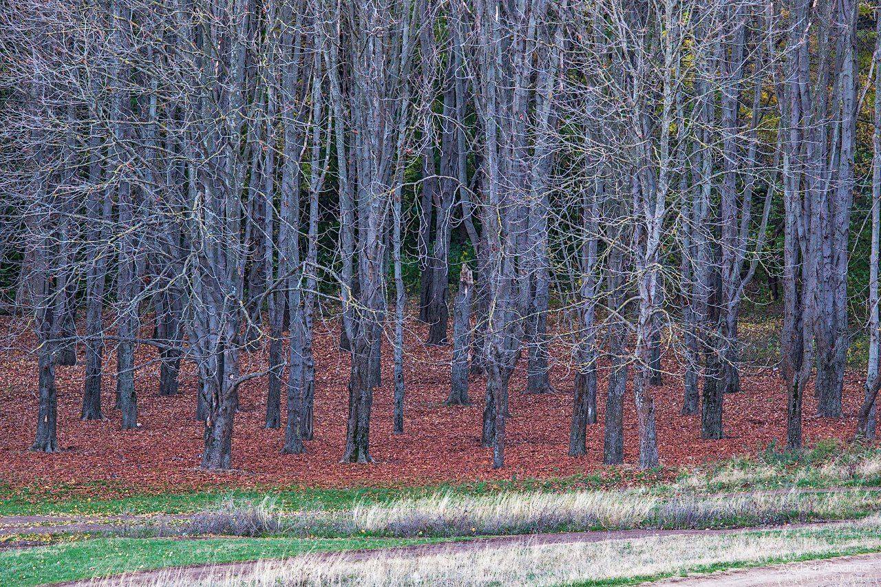 Деревья, Каштаны, Крым, Симферополь, Александр Аседач