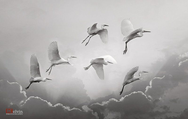 Cò Trắng фото превью