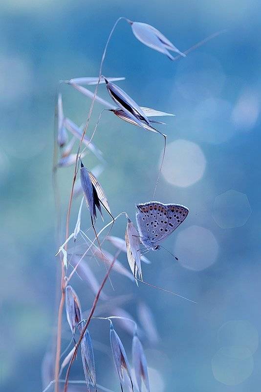 бабочка, боке, голубянка, лето, макро, Sokolova Tatiana