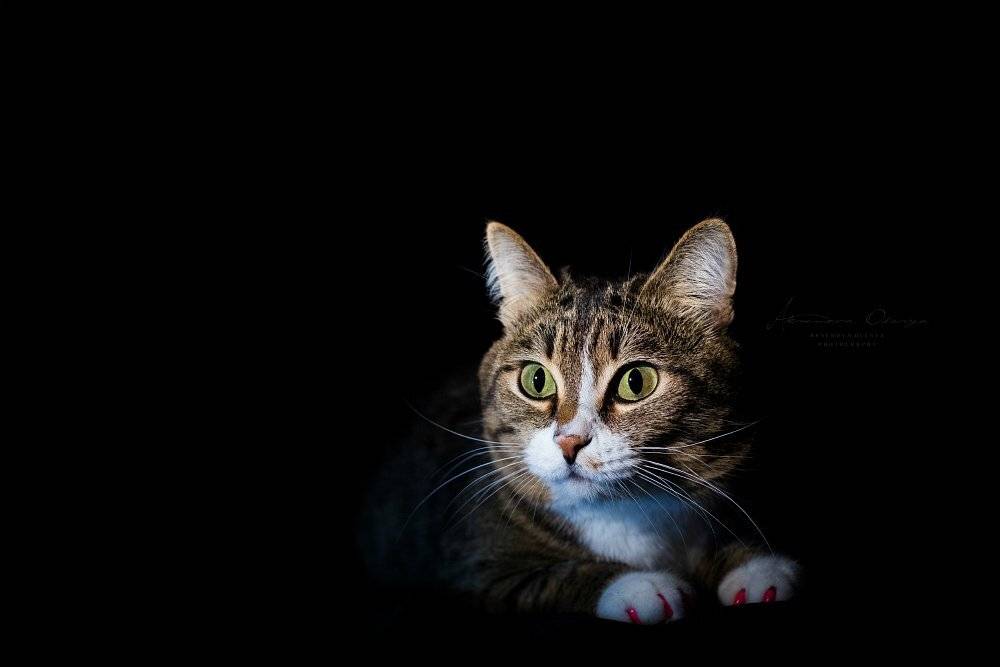 кот, портрет, животные, Аксёнова Олеся