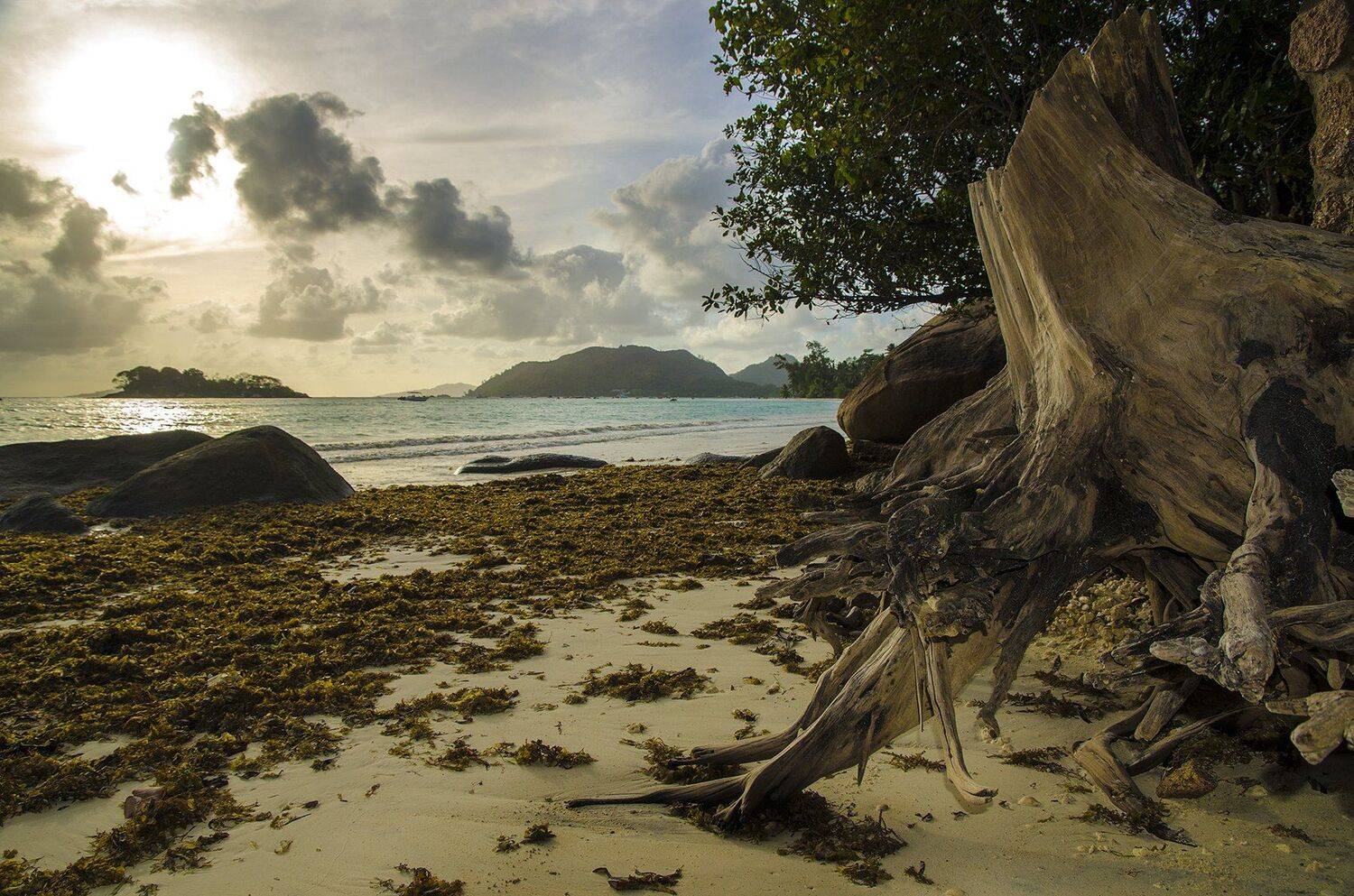 пень, коряга, рассвет, берег , побережье, море, Марина Мудрова