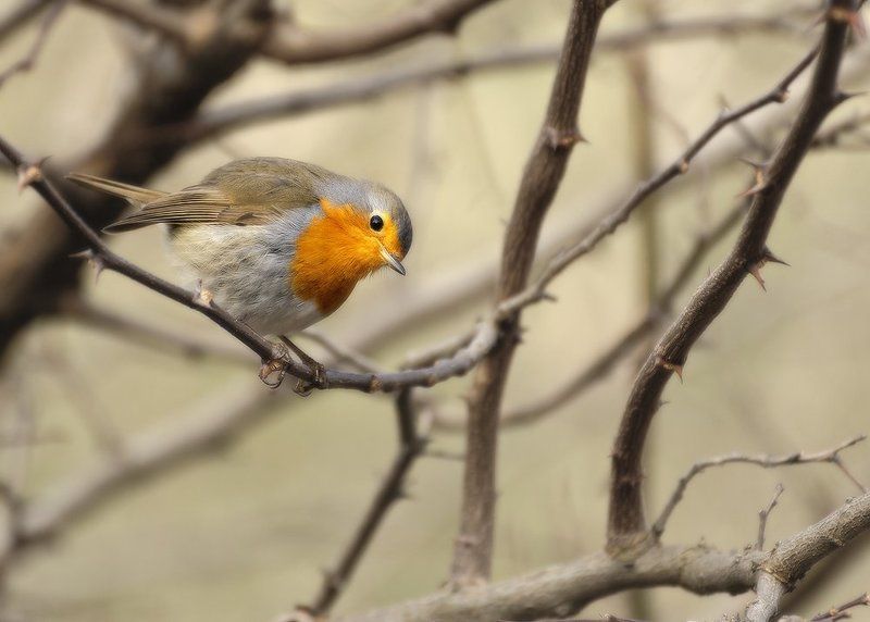 * * * фото превью