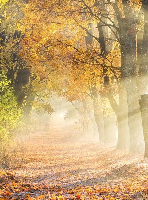 Autumn rays фото превью