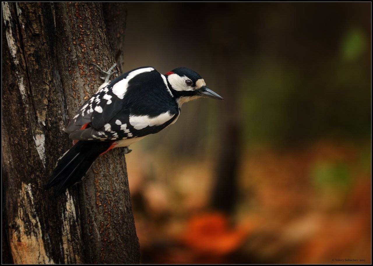 , Валерий Субачев