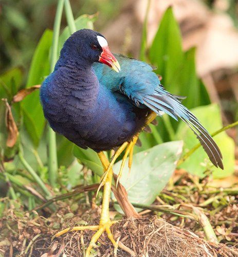 Малая Cултанка - American purple gallinule