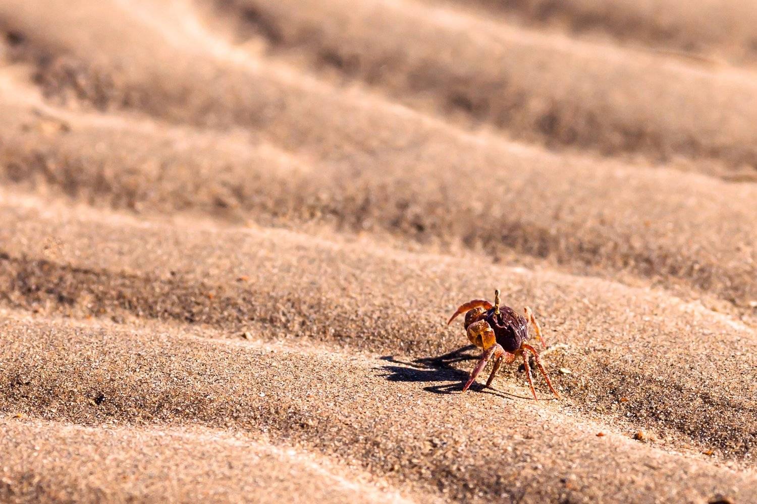 Краб, макро, животные, море, пляж, Египет, Иван Губанов
