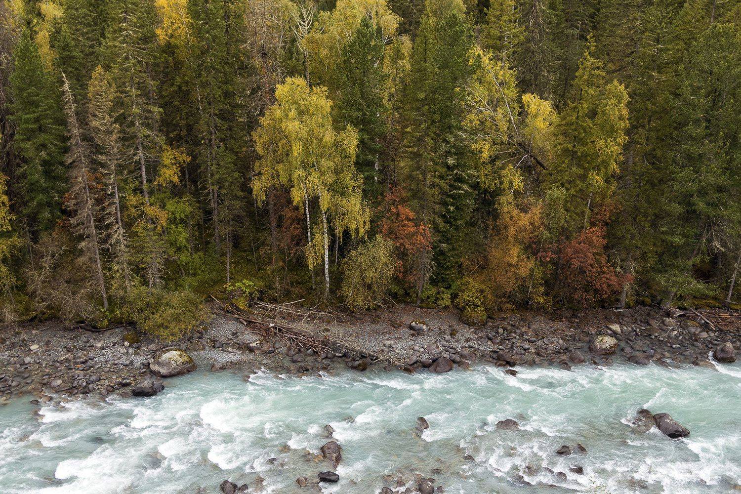алтай, кучерла, Дмитрий Кривопалов