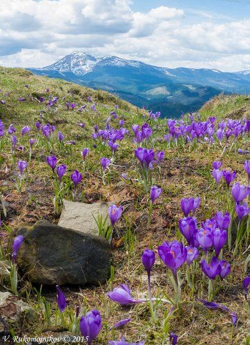 Весенний крокус