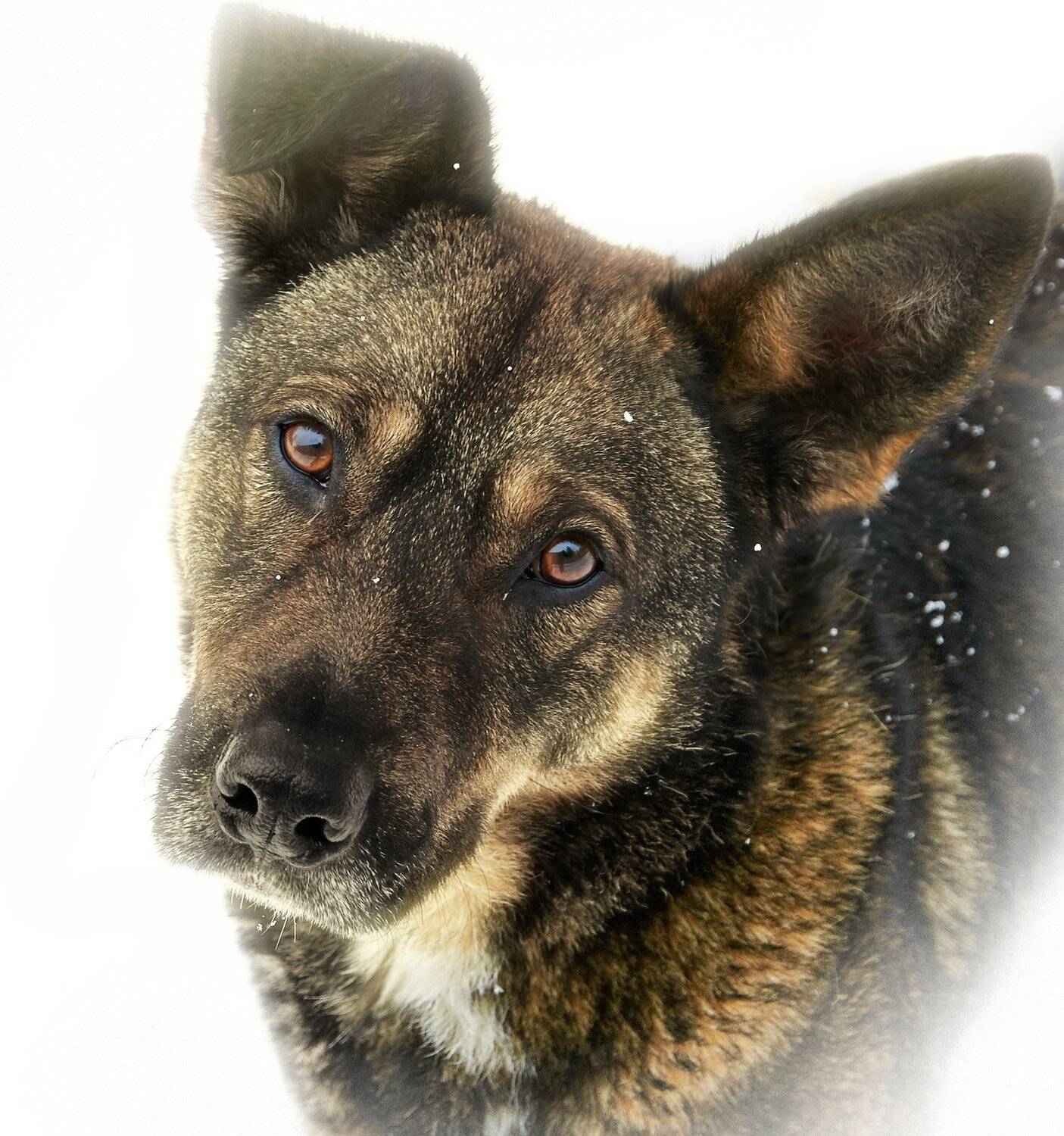 , Олег Богданов