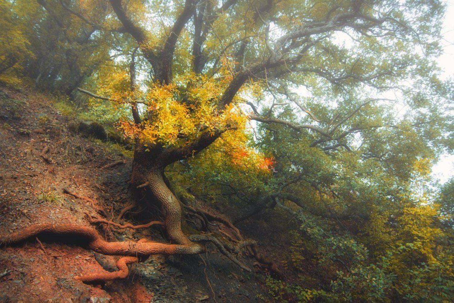 демерджи, крым, Сорокин Олег