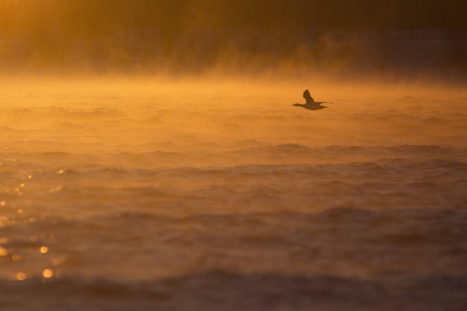 , Максим Костин