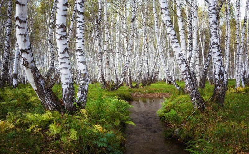 Березки фото превью