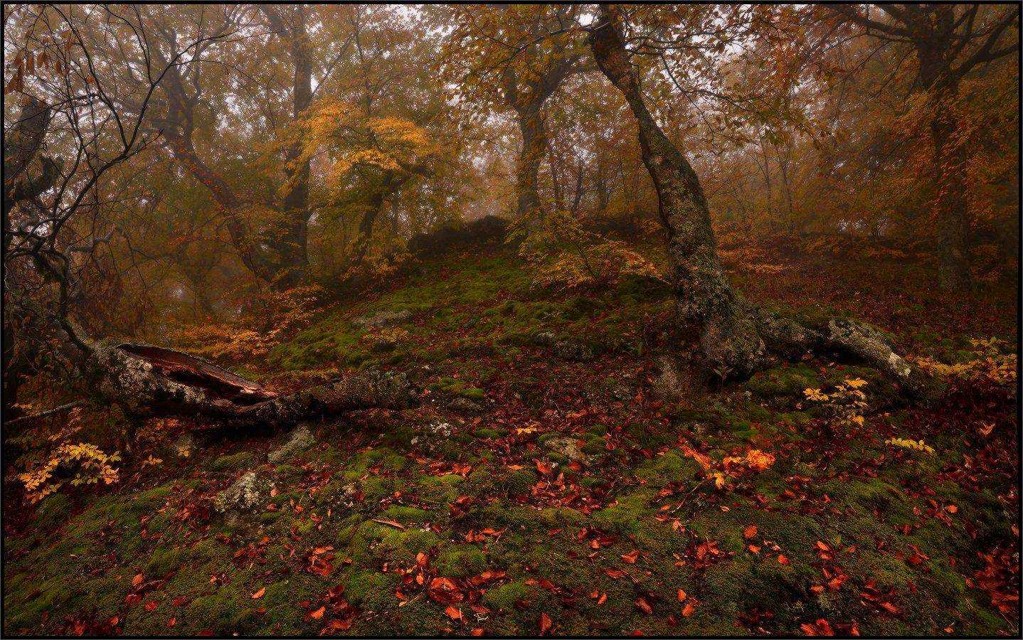 , Владимир Метцгер